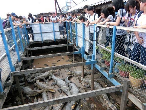 水上村の船上でワニを見る.JPG