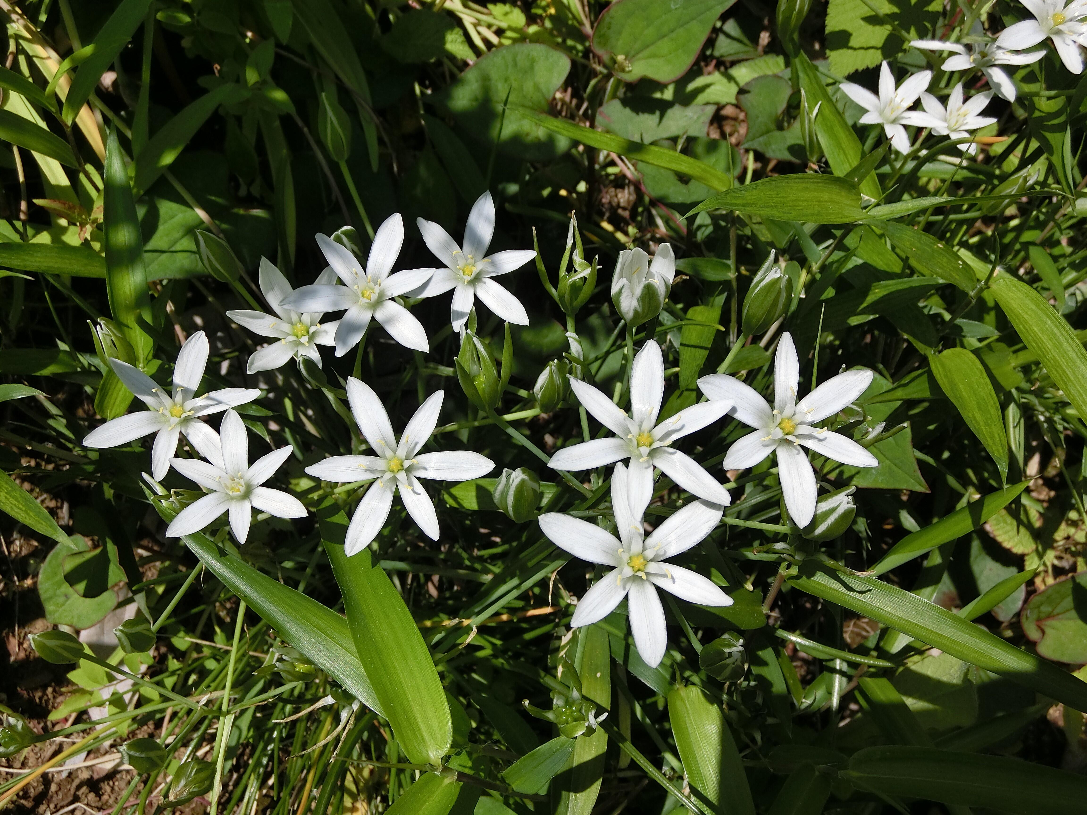 白い花.jpg