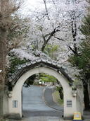 ３月２８日　学校の桜