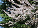 ４月４日　春の校庭　桜が散っていきます