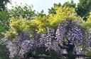 ６月２６日初等科朝礼　ふじ組はファーストペンギン？
