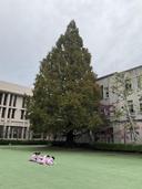 わたしの木＜秋＞