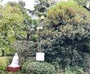 二度咲き
