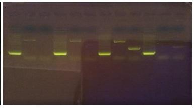 PCR5.jpg